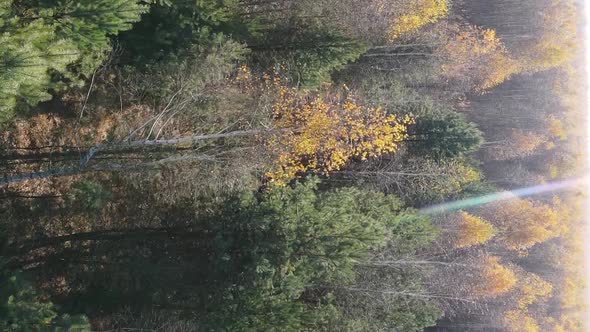 Vertical Video of an Autumn Forest During the Day in Ukraine