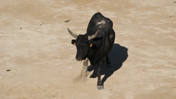 French-style bloodless bullfighting, in Saintes-Maries de la Mer, Camargue, France