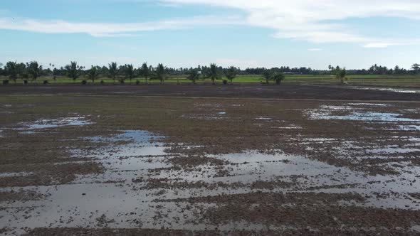 Aerial fly over cultivated paddy field