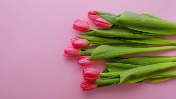 Bouquet of Pink Tulips on a Pink Background