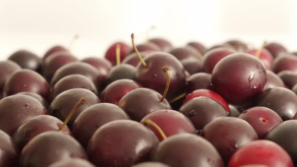 Close-up of Prunus cerasifera red fruit 4K 2160p 30fps UltraHD tilting  footage - Slow tilt over fre