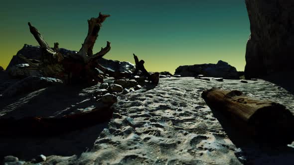 Hyperlapse of Rocky Beach with Dead Trees