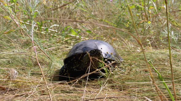 River Turtle Crawling on the Green Grass