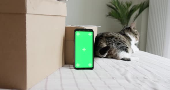 Phone green screen mockup with card storage boxes and cat.