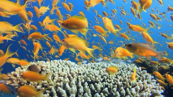 School Of Tropical Fish