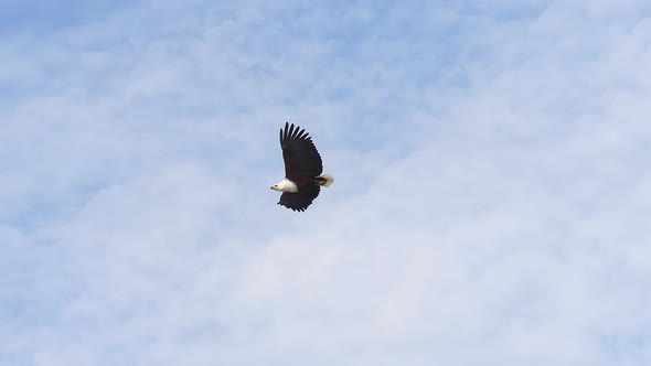 African Fish-Eagle, haliaeetus vocifer, Adult in flight, Flapping Wings, Cloudy sky