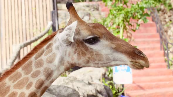 Close Up of Giraffe Standing and Eating Green Foliage From Brunch From Man Hand