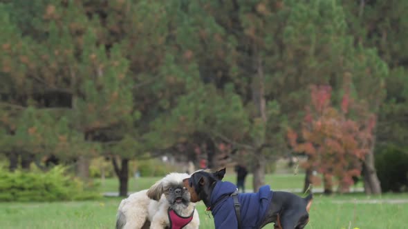 Shih Tzu and Doberman Puppies Have Fun Biting on Meadow