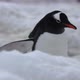 CU TS Gentoo penguin (Pygoscelis papua) walking in snow at Neko Harbor, Antarctic Peninsula, Antarct - VideoHive Item for Sale