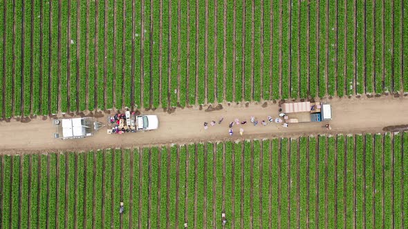 Top Down of People Running By the Green Strawberry Field, California, USA
