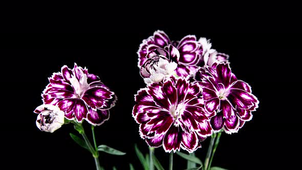 Multicolor Carnation Flowers Blooming in Time Lapse on a Black Background