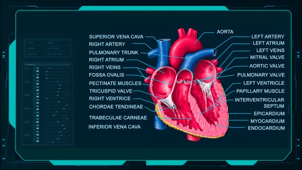 Heart Anatomy