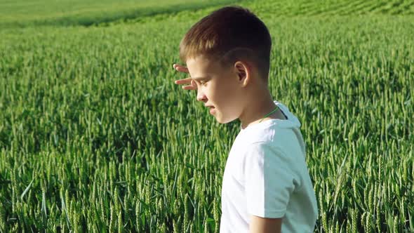 Happy young boy going on green field with wheat at sunny day.