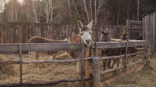 Domestic Donkeys Stands Lean on a Fence at a Corral in Donkey Farm