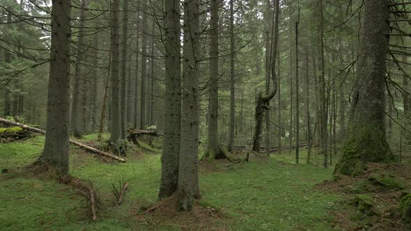 Coniferous Forest with Fallen Trees