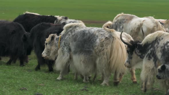 Herd of Long-Haired Yak Flock in Asian Meadow