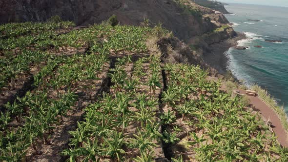 Aerial View Of A Banana Plantation in Tenerife
