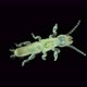 Newly Born Relic Insect Nymph Embia Savignyi Under a Microscope - VideoHive Item for Sale