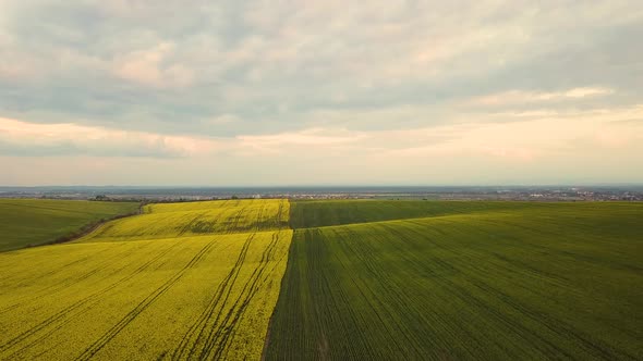 Aerial view of bright green agricultural farm field with growing rapeseed plants.