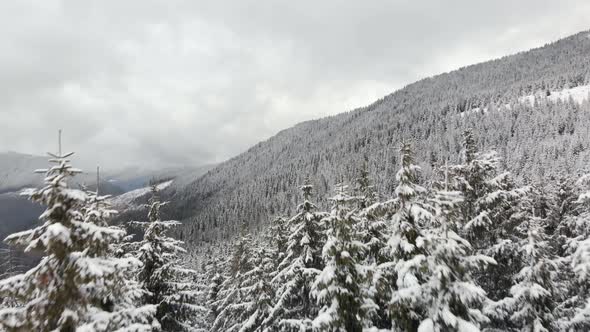 Drone Flying Between Pines Into Mountain Valley