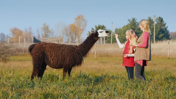 A Woman with a Child Treats Alpaca Crackers