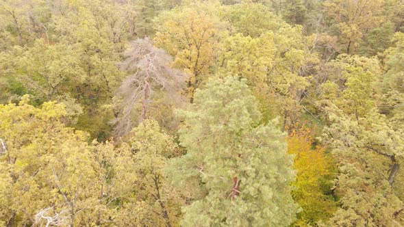 Forest with Trees in an Autumn Day