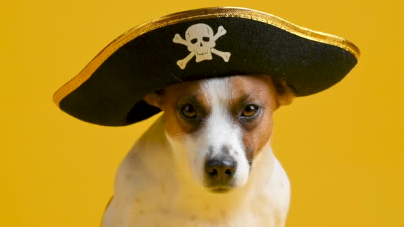 funny Jack Russell Terrier dog in a pirate hat