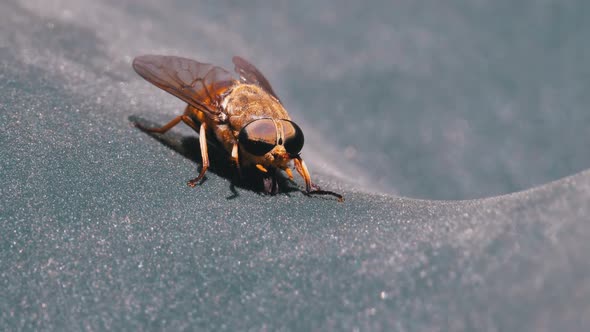 Gadfly Creeps Close-up. Horse-Fly in Macro. Slow Motion