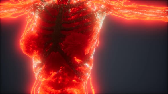 Colorful Human Body Animation Showing Bones and Organs alt