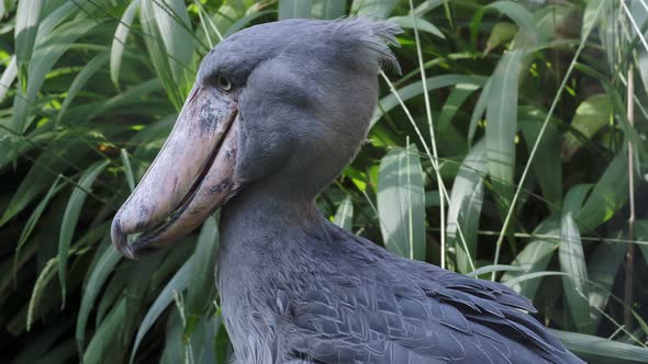 A shoebill (Balaeniceps rex) stork standing surrounded by plants. 