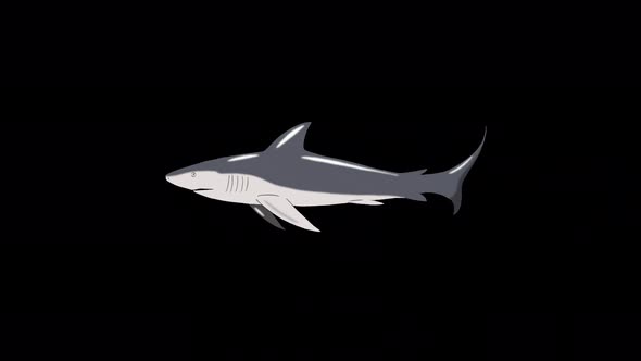 Gray shark swim alpha matte