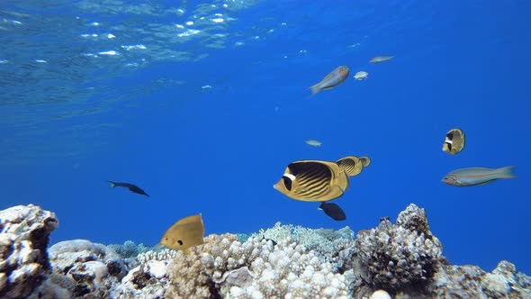 Coral Garden with Underwater Vibrant Fish