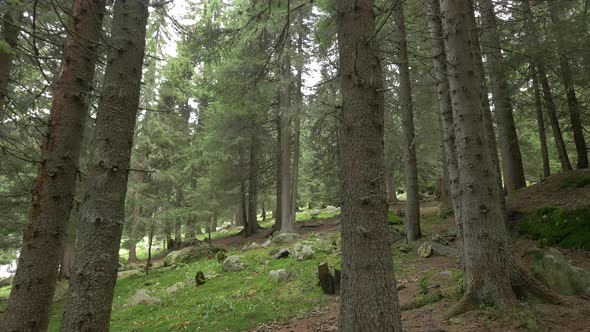 Clean spruce forest