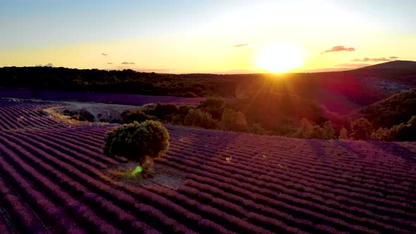 Provence Lavender Field at Sunset Valensole Plateau Provence France Blooming Lavender Fields