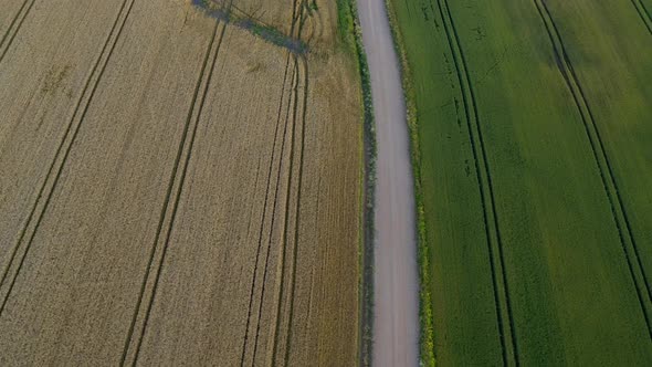 Rye and Wheat Field