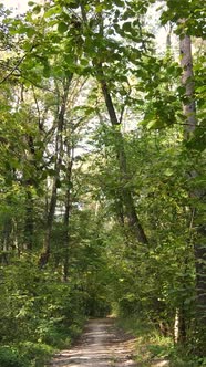 Vertical Video Autumn Forest with Trees By Day Slow Motion