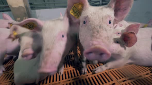 Chipped Piglets Are Crowding in Front of the Camera