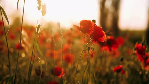 Beautiful Field of Red Poppies in the Sunset Light