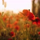 Beautiful Field of Red Poppies in the Sunset Light - VideoHive Item for Sale