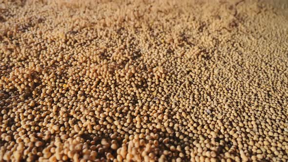 Vibration Storage and Cleaning of Soybeans