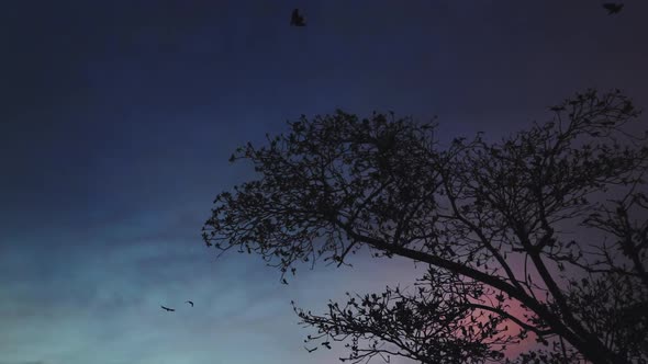 Magpies Sits on Tree