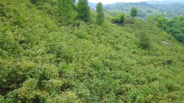 Cultivated Area Like Nut Fields on Ordu Hills, Turkey