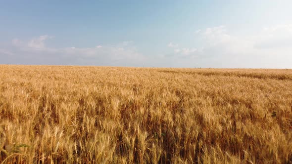 Wheat in the Field Aerial View