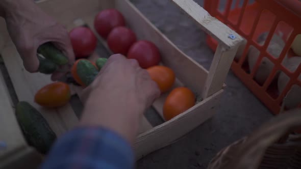 Farmer Holding a Basket of Freshly Picked Organic Vegetables