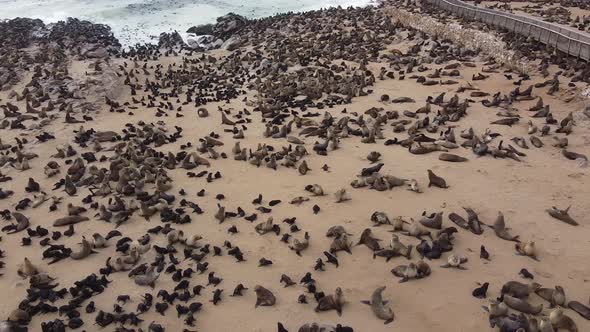 Cape Cross, massive seal colony on the beach and in the water, aerial shot