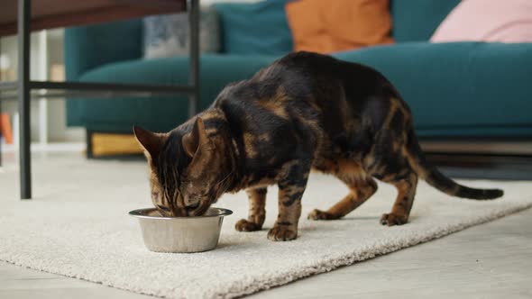 Bengal Cat Eating From Metal Bowl Closeup