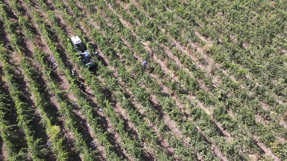 Countryside Farms, Vineyard Grapes, Aerial View of Grapes Harvest with Tractor