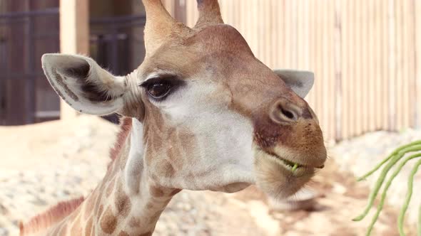 Close Up of Cute Giraffe Eats Greens From Human Hands