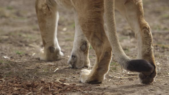 lion paws walking in dirt slow motion