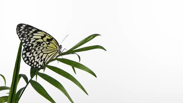 Slow Motion Paper Kite Butterfly Flapping Wings on Green Leaf Isolated on White